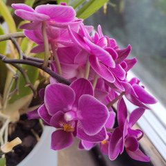 La orchidea