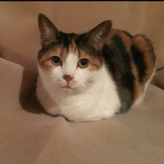 Cuki's Song - Gary's Song Spongebob Squarepants cover