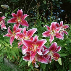 Bloom