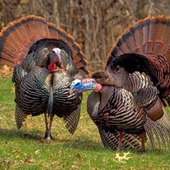 Turkeyneck Loop