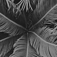 Tropical Sorrow