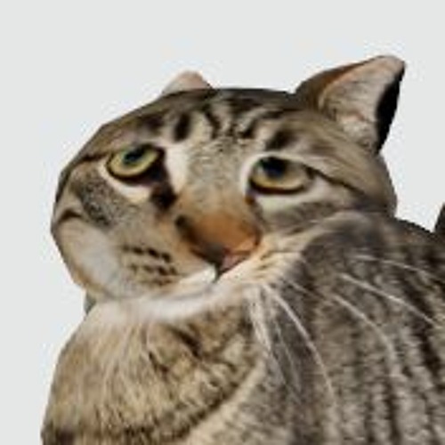 J'ai un chat