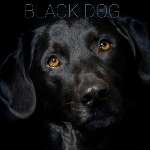 BLACK DOG (w/ @icepicksyndicate)