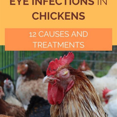 Best Chicken Eye Infection Treatment Reviews