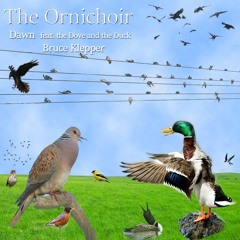 The Ornichoir - Dawn feat. The Duck and the Dove