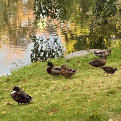 Jazz progression into da Disco House🕺 @Kanaldisco Summer Closing