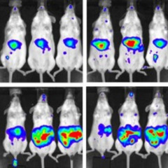 LIPOSOMAL WARHEAD MX