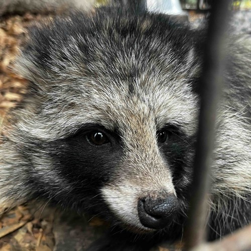 гей кавер mi amore