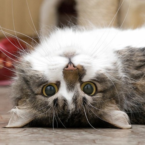 Love (We're Rolling In It)