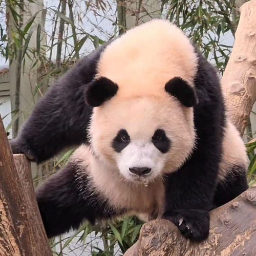 lương đức