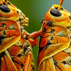 Super Swarm