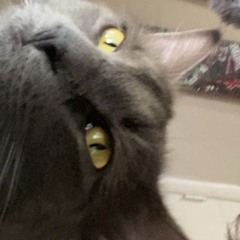 Waddup Kitty
