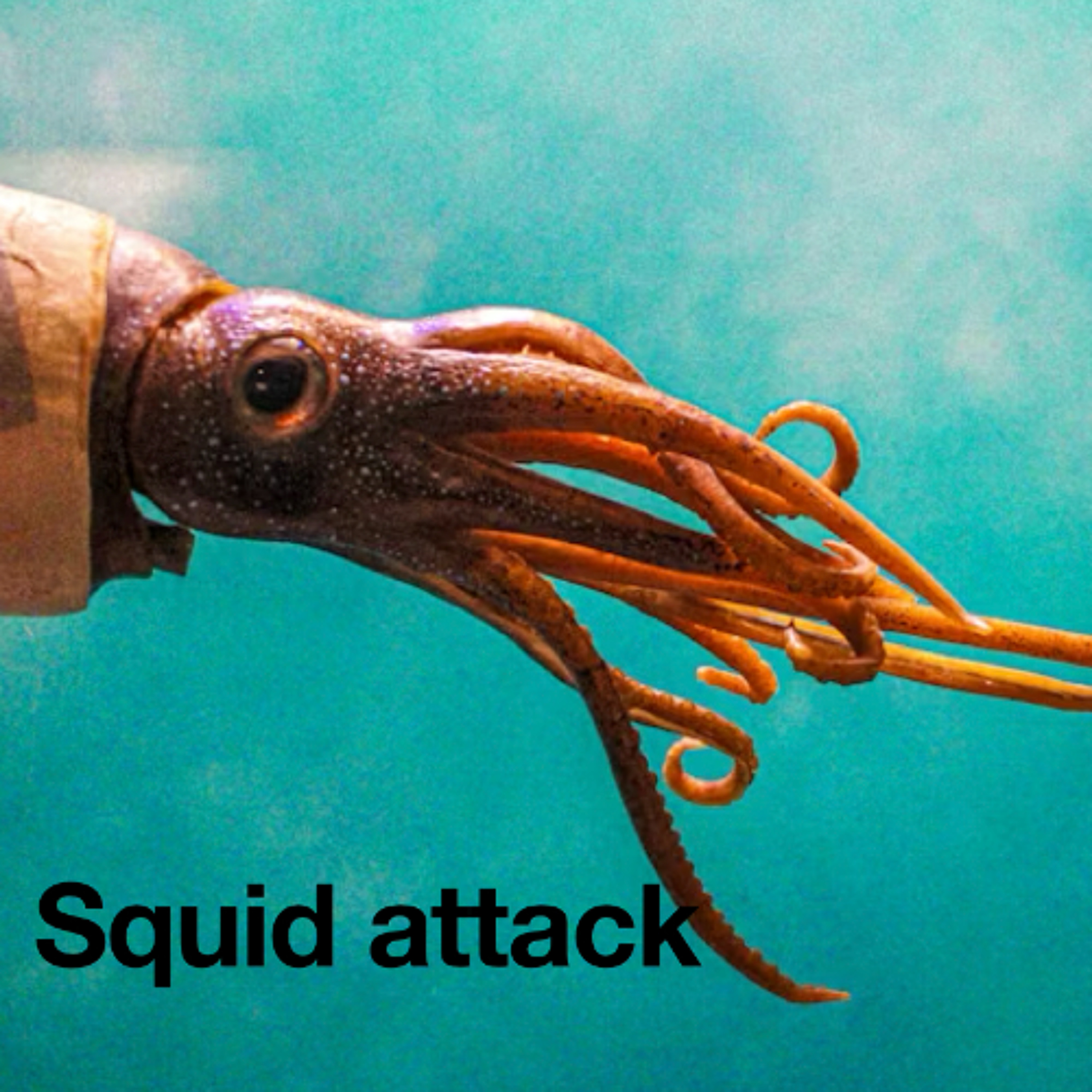 Squid Attack - Scarlett, William, Sage, Luka and Stella - St Monica's Parish School