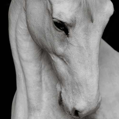Fallabella