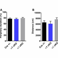 Isoform-Specific AMPK Repression Affects Cognitive Function in Aged Mice