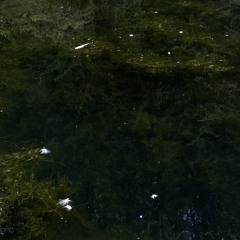 Releases