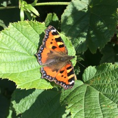 Leftovers - 18th September 2020