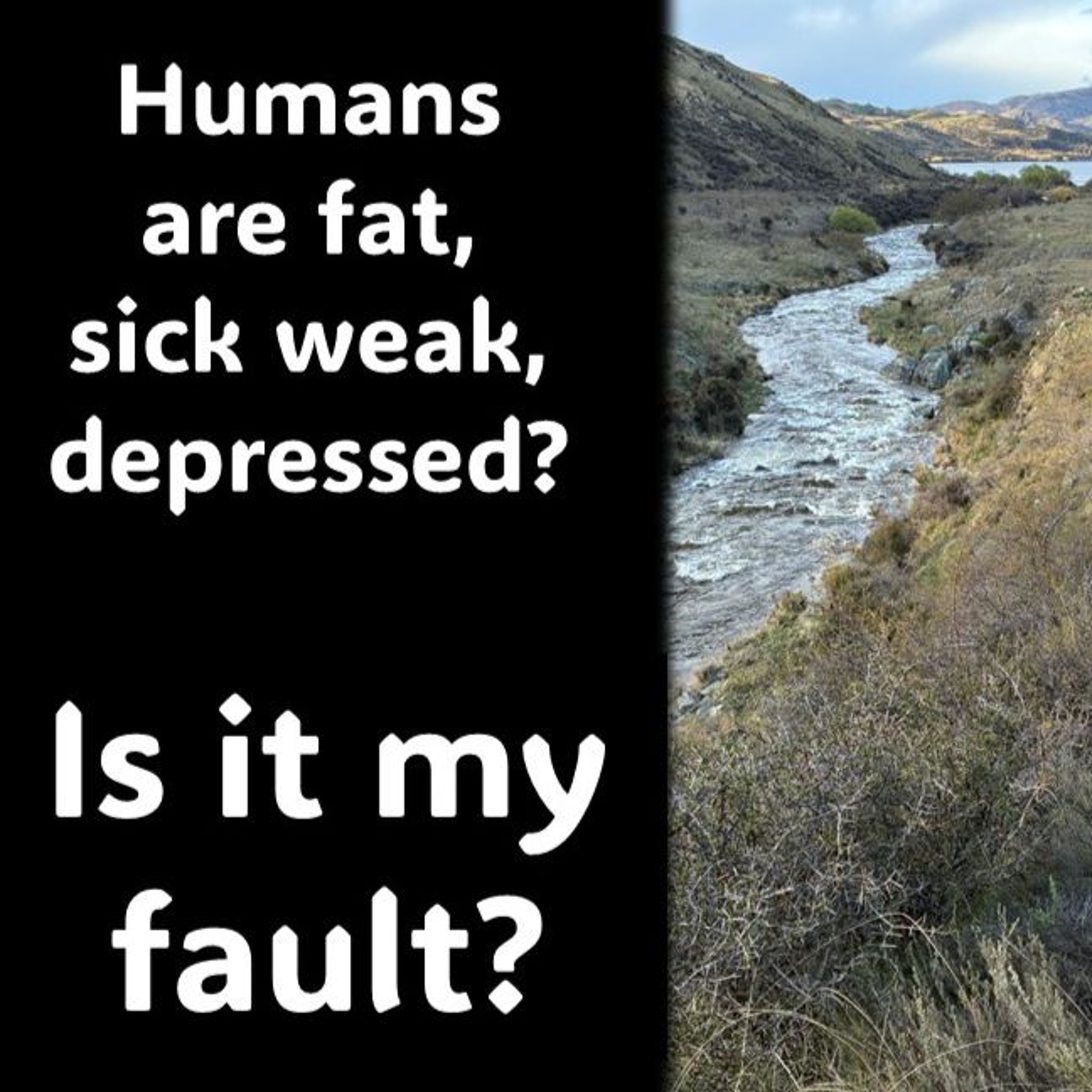 Humans are fat, diseased and depressed… WHY Is it my Fault