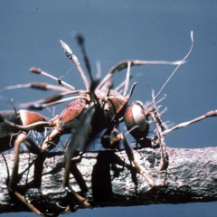 XXXII. Amikor a biológus kezd el borzongani - parazita gombák és “zombi” hangyák