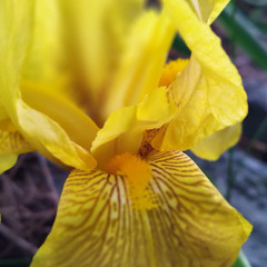 TWIN PHOENIX 01-ONE SPIRIT