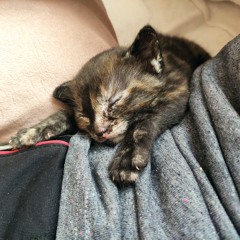 Su Gündoğdu -jellyfish