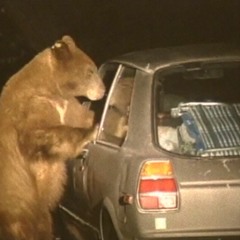 BEARS IN CARS