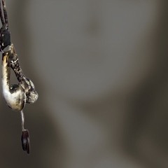 Bergsonist 021124