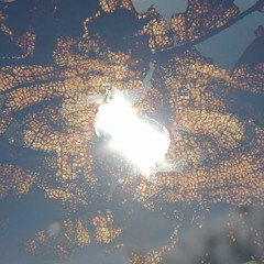 Only Sun