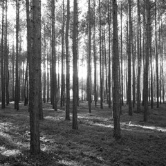 EndForest - Prophecy (revisq mix) (album teaser)