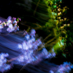 Fragile Beauty