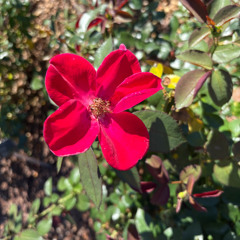 Your Friends - Hunxho (QT Remix)