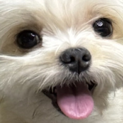 해원(NMIXX) - 마루는 강쥐 (cover)