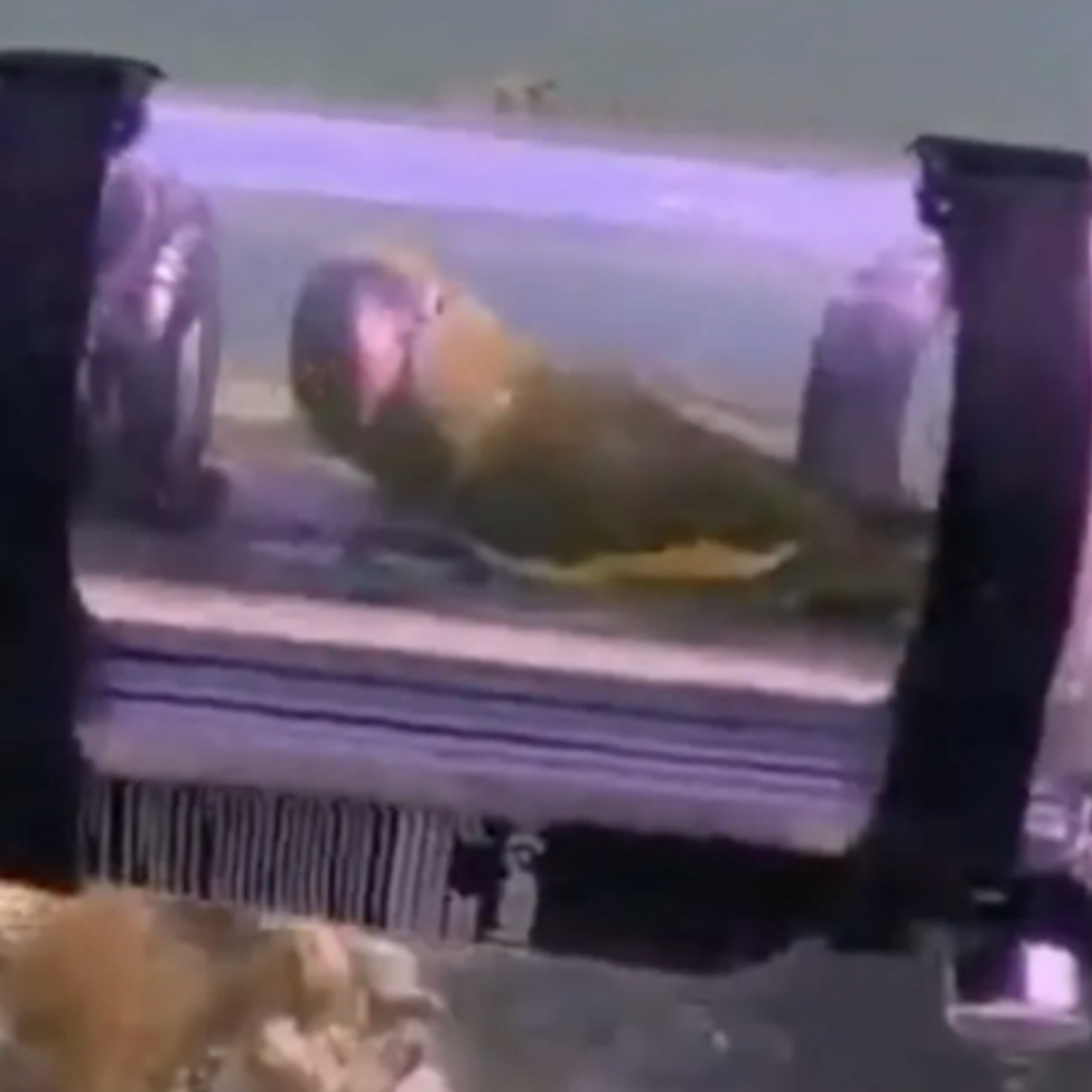 Unplugged Plugins, Plex Punished, Parrots Submerged, Pasta LEGO, Parody Purchases GIS909