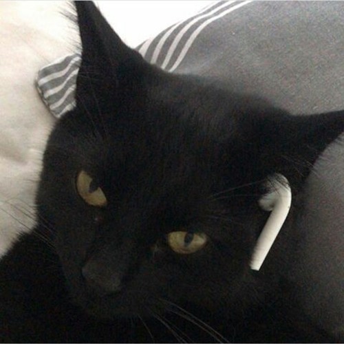 Cat Stab - Discord Pfp