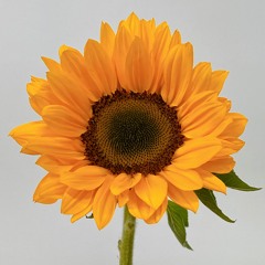 Sunday Morning (Ringtone)