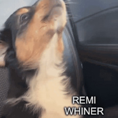 whiner