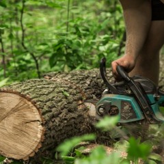 Emergency Tree Removal In Buffalo, NY Who To Call And What To Do