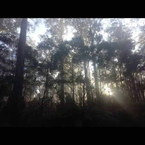 2023.09.24 Superb Lyrebird Mimicking Other Birds. Dawn. Huon Valley. Early Spring.