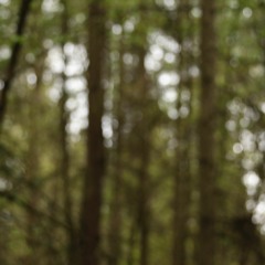 In Pursuit Of The Nightingale