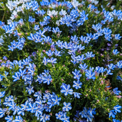 2025-12-09: The Bright Guardians of the World (Carlson)