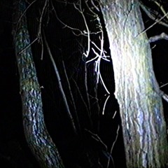 Yet Dark