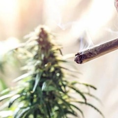 Staatsanwälte in Bayern jammern über Cannabis-Amnestien