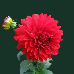 Sila by SUD (short cover)