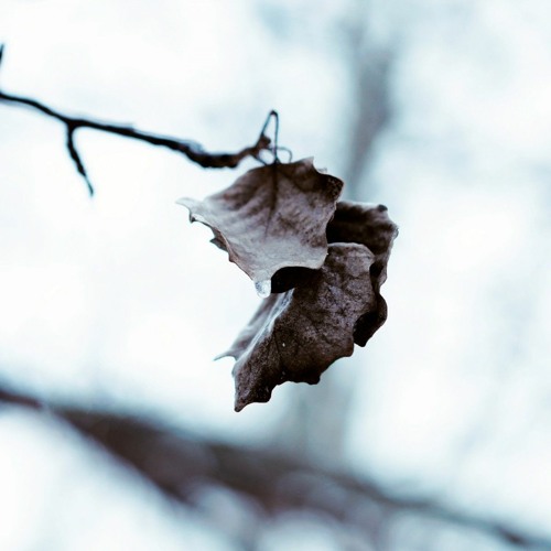 When The Last Leaf Falls