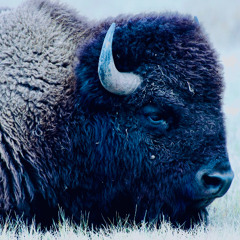 Bury Bison