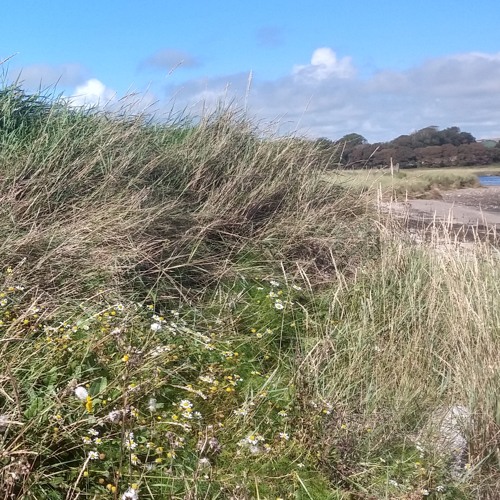 Roesel's Bush-cricket & Gentle Waves