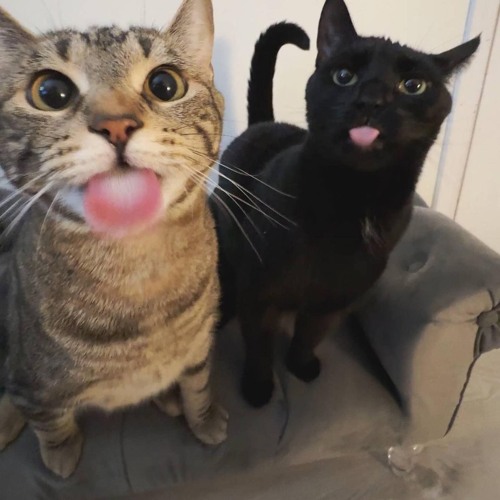 muffin arco íris ritmado