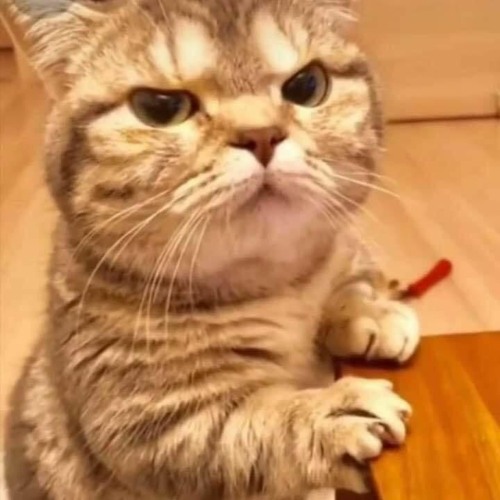 Coffee cats. . .