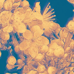 Boxcutter - Silver Birch Solstice (Asvajit Remix) [FREE DOWNLOAD]