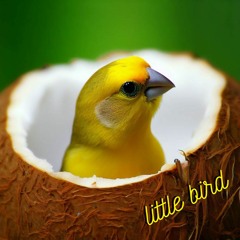 Little Bird